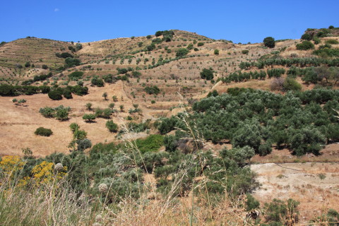 Kreta-2009-7429-tur-i-landskabet-paa-vej-mod-tur-13-oliven-traeer-alle-vegne.JPG