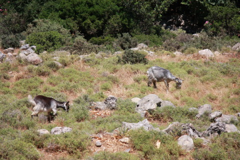 Kreta-2009-7506-graesende-geder.JPG