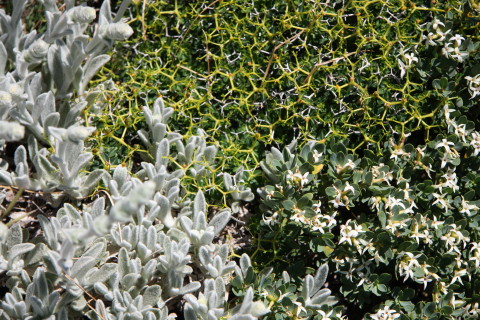 Kreta-2009-7691-vegetation.JPG