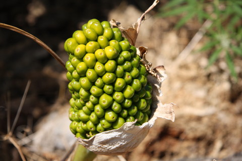 Kreta-2009-8149-spoejs-plante.JPG